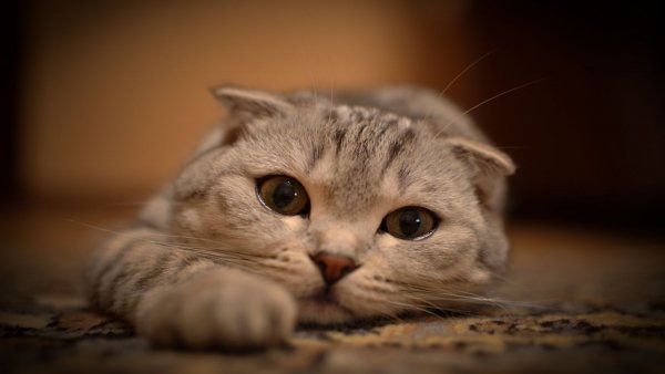 file_81489360