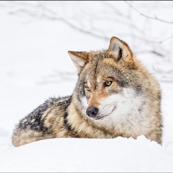 wolf
