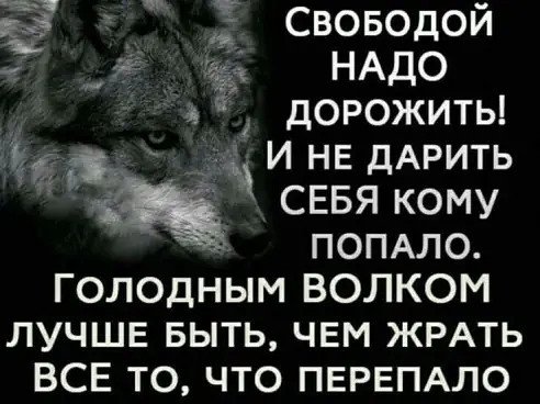 Волк