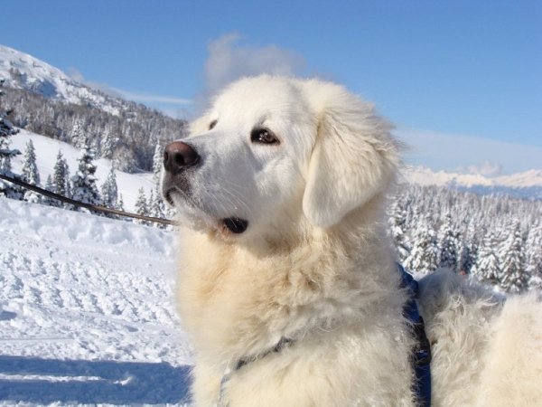 Словацкий чувач (3)