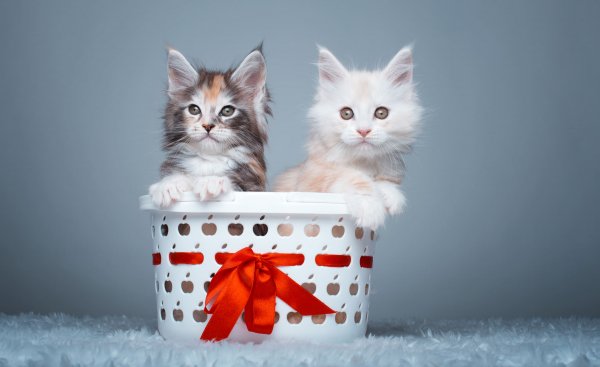 Maine-coon-cats 5456x3337