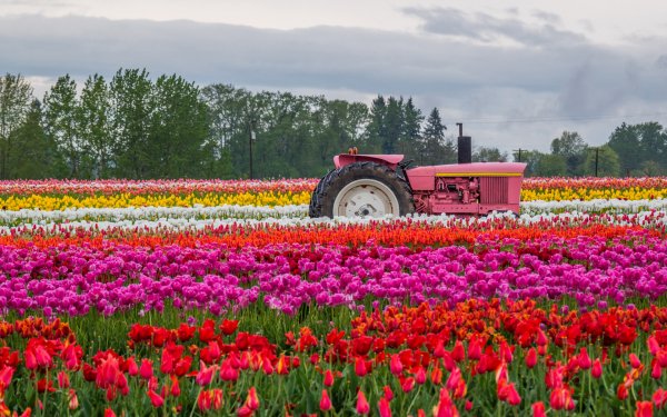 Fields of Flowers 12