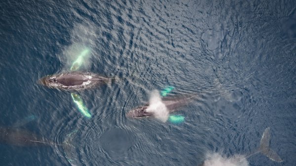 HumpbackFamily ROW7950107628 UHD