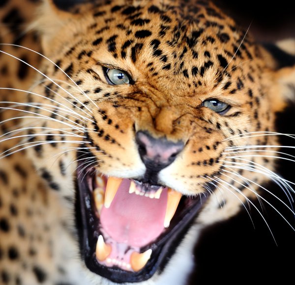 Leopards