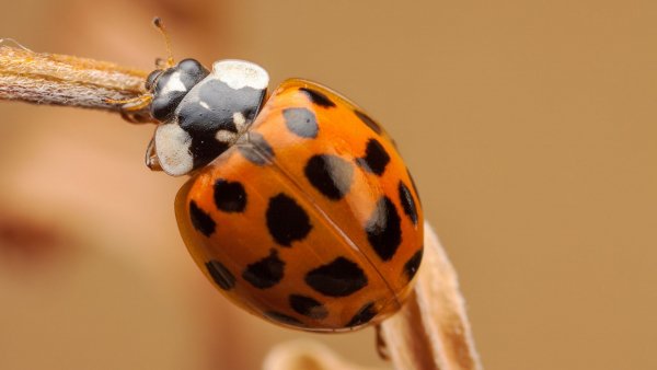 file_82154085