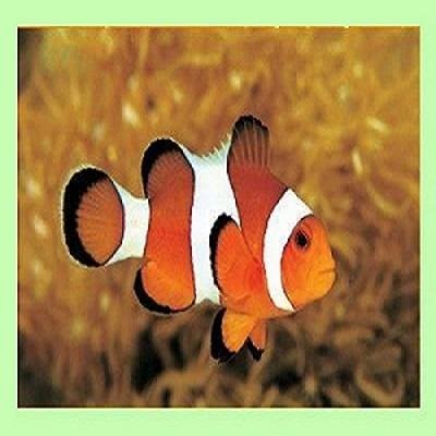 Clownfish for Skype 3.60 Portable