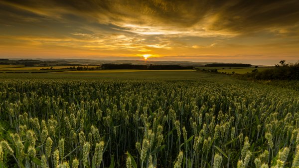 06-10-field