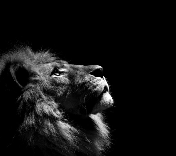 Lion-wallpaper-11112982