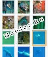 wap mobjar ru Picasa photo browser