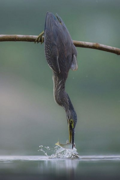 Кваква зелёная
