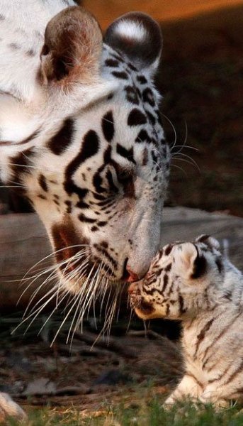 file_53926706