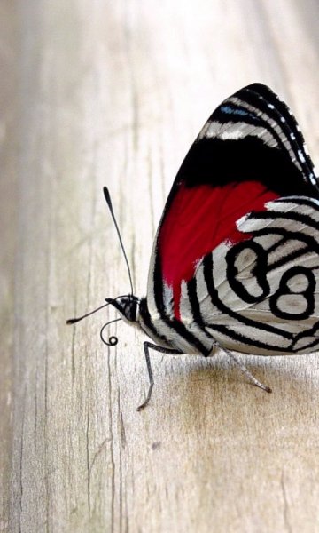 wallpaper 480x800 19 3