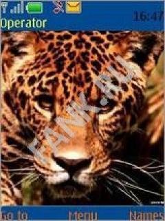 Wild Cats