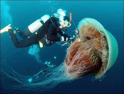 8 meduza
