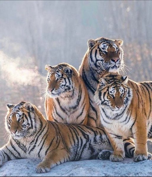 Красавцы