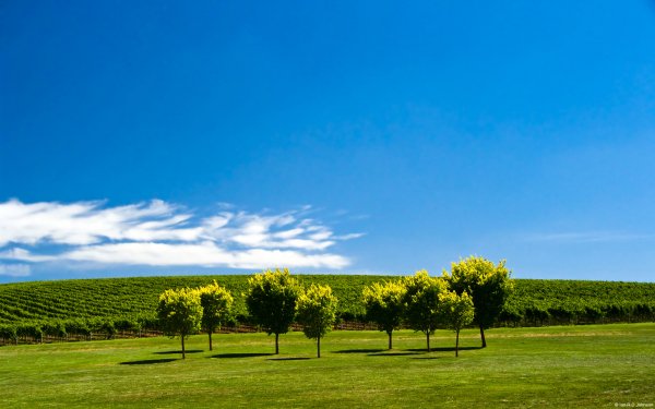 Community Showcase Rural Landscapes 2 ianrd johnson vine