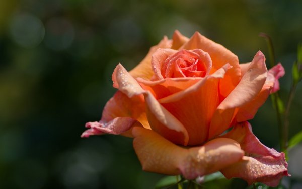 Img (53)