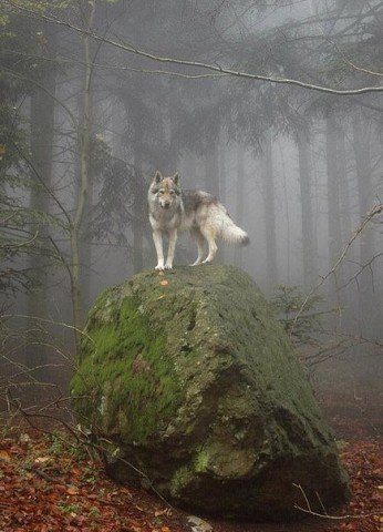 image[10]