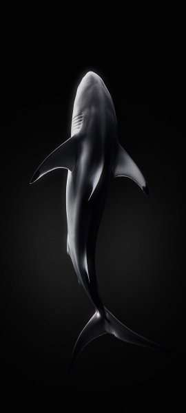 file_101158930