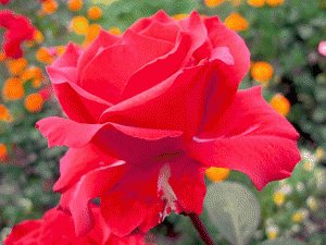 file_85269099