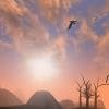 birds