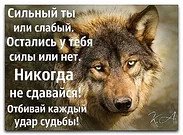 Волк