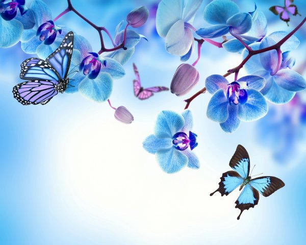 orchid-blue-flowers-beautiful