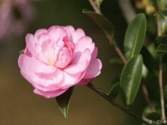 file_86355750