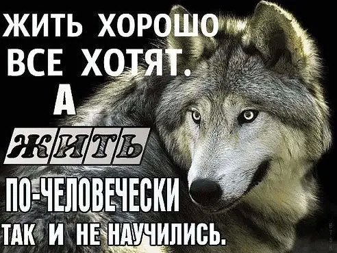 Волк