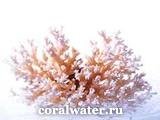 Белые кораллы (санго) тайна японского долголетия