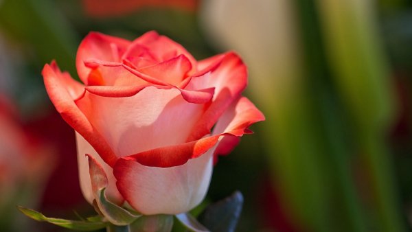 file_79722748