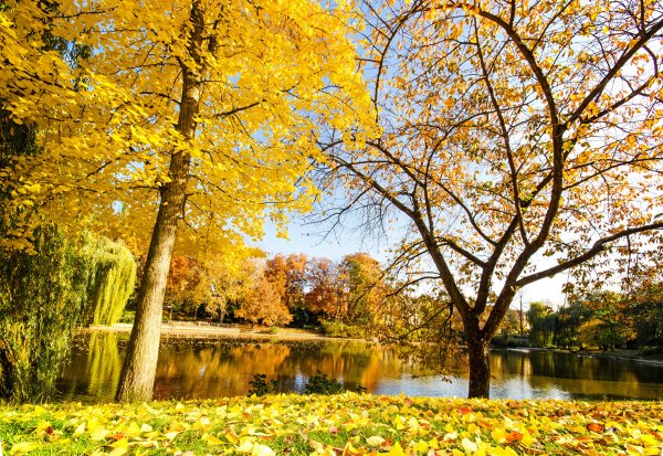 Seasons Autumn Rivers 388814