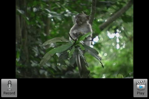 Talking Monkey 11