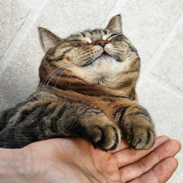 Кот балдеет