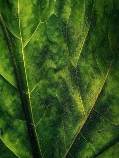 Green relax