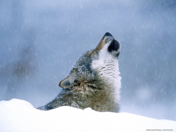 Wolf (17)