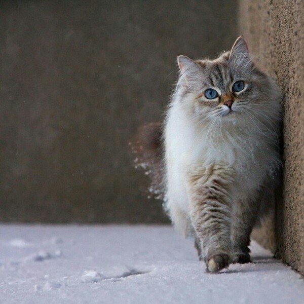 ХikzgbkkRsrY