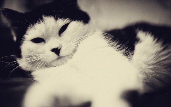 Animals Cats Cat with black ears 100766