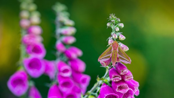 Foxglove Hawk moth Наперстянка Неделя мотыльков UHD Обои 8К
