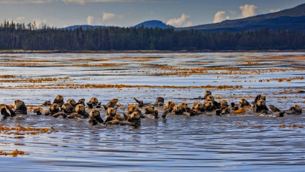 Sitka Otters Выдры в Ситке UHD Обои 4к