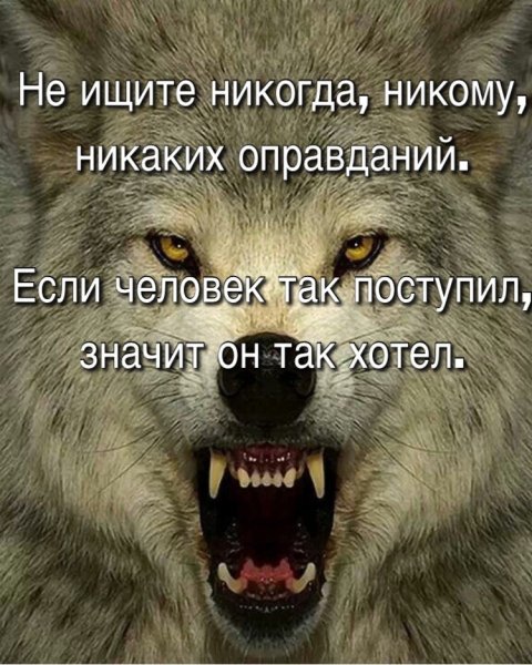 Волк