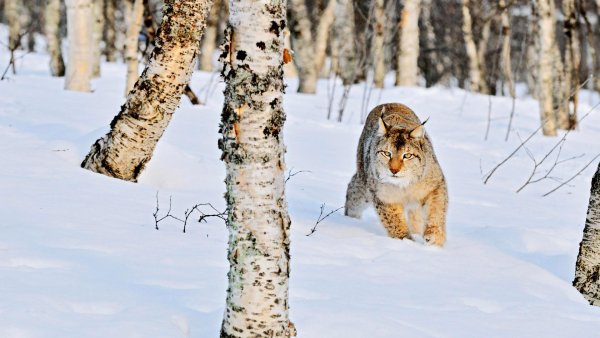 hq-wallpapers ru animals 30882 1920x1080