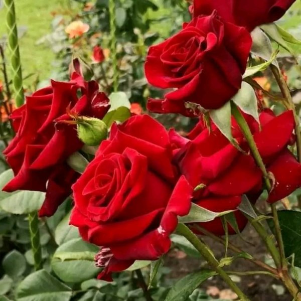 file_95694852