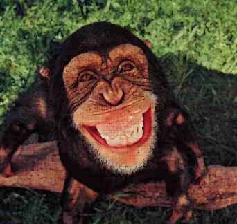 monkey