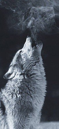 photo 1576044273