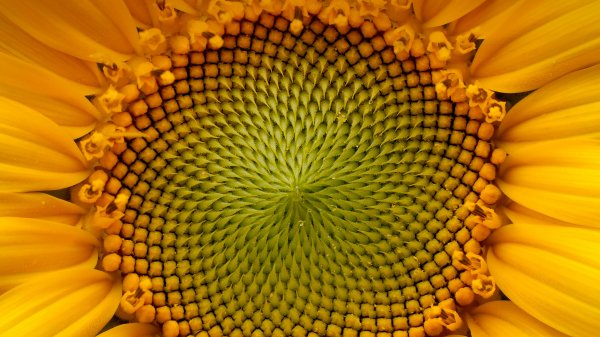 Подсолнух Подсолнечник Helianthus Annuus UHD обои 4К