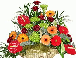 file_85269055
