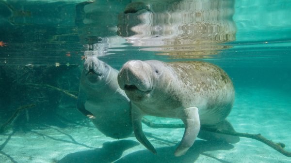 ManateeBaby ROW8045882925 UHD