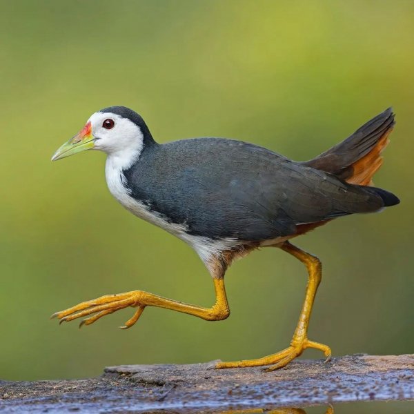 Белогрудый погоныш - White-breasted Waterhen