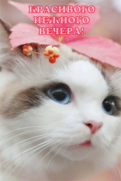 Нежного вечера